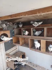  1 Pakistani pigeons