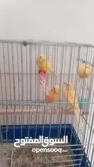  1 طيور كنار جزري