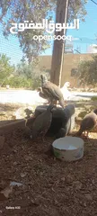 7 خمسة ذكور حجل  للبيع