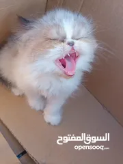  3 كيتن راغدول