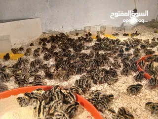  10 متوفر لدينا  فري (السمان) ذبخ +بياض