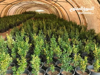  10 بعد إذن الإدارة  متوفر لدينا شجر زنزلخت الشماسي إيطالي أنثى ارتفاع من 180 سم إلى 250 سم سعر الشجره 6