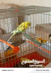  5 طيور حب مع فراخ عدد 2 للبيع بحاله ممتازه