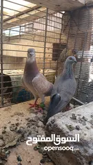  3 جواز حمام نخب كلو شغال وتحتو بيض