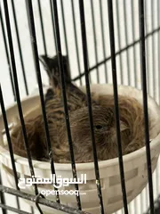  4 جوزين نخب اول شغلات