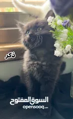 5 اربع قطط مكس هملايا وشيرازي انغورا للبيع :)
