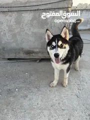  1 هاسكي ذكر و أنثى مع دفاتر تطعيم