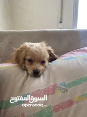  5 Pure Mini Golden Retriever Puppy for Sale – 2 Months Old (Male)  بيور كلب ميني جولدن ريتريفر للبيع