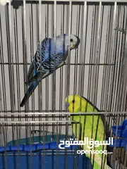  28 طائران من طيور الحب ( البادجي ) عرض جديد
