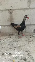  5 مخاليف سلافر