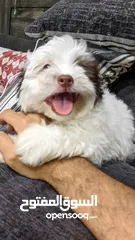 6 جراوي شيتزو - Shitzu puppies