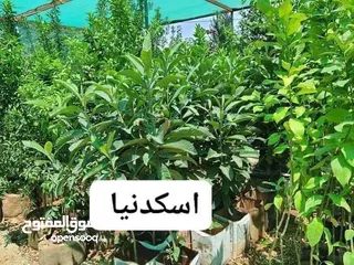  27 اشجارة مثمرة وزينة