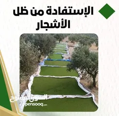  3 علف الازولا يزرع مره وينتج يوميا مدى الحياه للدجاج والمواشي وجميع الحويانات