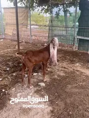  3 تيس حجازي عمره شهرين