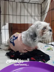  3 Shihtzu for adoption