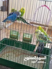  2 طيور حب زواج اشي فخم الله يبارك لصاحب النصيب اقرأ الوصف مهم