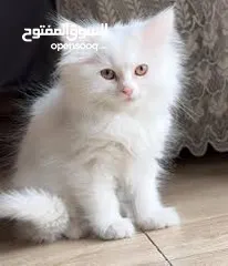  3 قطط لتبني بشروط