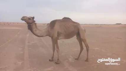  2 الناقه مدني من جبار ود شافي