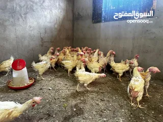  2 دجاج هولندي بياض اللون الأبيض