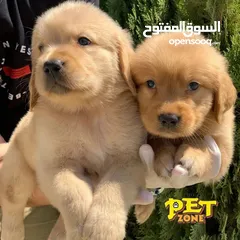  4 جراء جولدن مستوى عالي