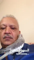  5 طائر كوكتيل أليف  للبيع