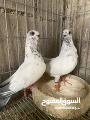  3 جوز ذبابنا زرق للبيع شغالات