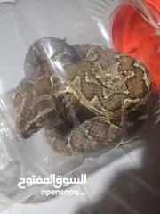  6 مكافحة الحشرات وبق الفراش و الصراصير والنمل وعثة الغبار والبراغيث والفئران بكفالة حقيقية في الاردن