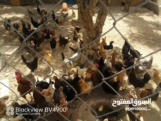  1 جاج بلدي للبيع تب نضافه وشغال