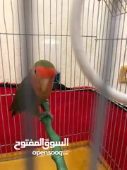  1 ببغاء الروز طفرة أورنج فيس ماشاءالله مغرد حركي مش مرييييض ابداًللبيع