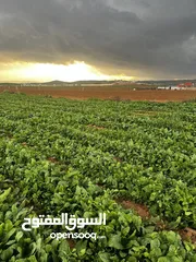  1 فرصة مميزة  ثلاث دنم ونصف بلعما - الزيتونة قطع سهلية تربة حمراء منطقة مزارع وشاليهات
