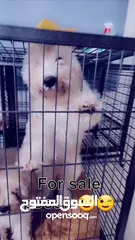  6 بيور بودل للبيع  pure poodle for sale