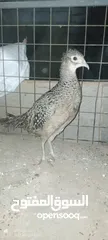  7 طقم فازنت انثايتين وذكر بياضات