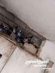  11 حمام بلدي نخب