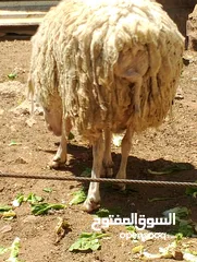  1 فحل خاروف عساف