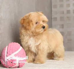  1 Maltipoo  جراء مالتيبو
