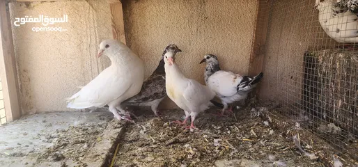  4 زوج حمام مالطي مع فراخه