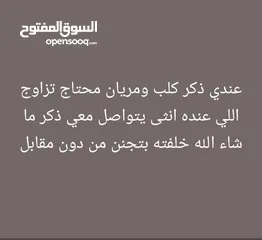  1 ذكر كلب