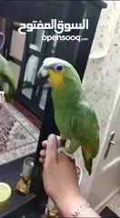  4 بسم الله ما شاء الله التفاصيل بالوصف