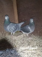  4 زواجل ولوت بيهن فحل هولندي