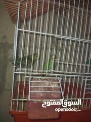  1 جوز طير حب