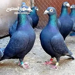  1 مطلوب زواجل سود