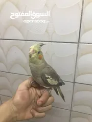  1 ككتيل اليف 1000/1000