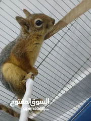  5 للبيع اليفة ونشطة وسهلة التربية عمر 7-6 اشهر بالصلاة على النبي لعشاق الحيوانات المميزة