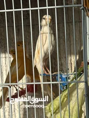  1 فحل وطيرتين للبيع