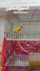  10 ذكر كنار ، اقرأ الوصف