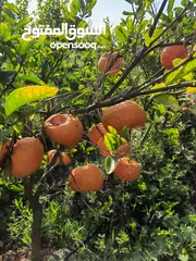  27 جميع أصناف الفواكة والحمضيات والزيتون ( بلدي ومستورد )