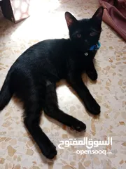  3 قطتين شيرازي للتبني مع حمامهن العمر 3شهور