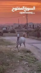 5 حصان عربي واهو