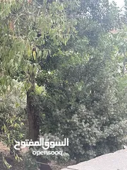  1 خروب للبيع على شجرته وموجود شوالين