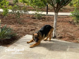  3 للبيع كلب جيرمن شيبرد مستورد من أوكرانيا